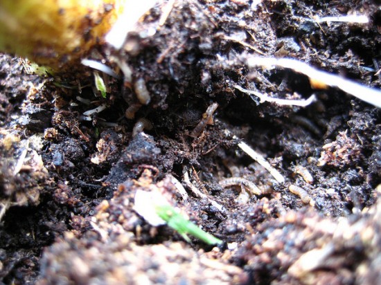 root maggots